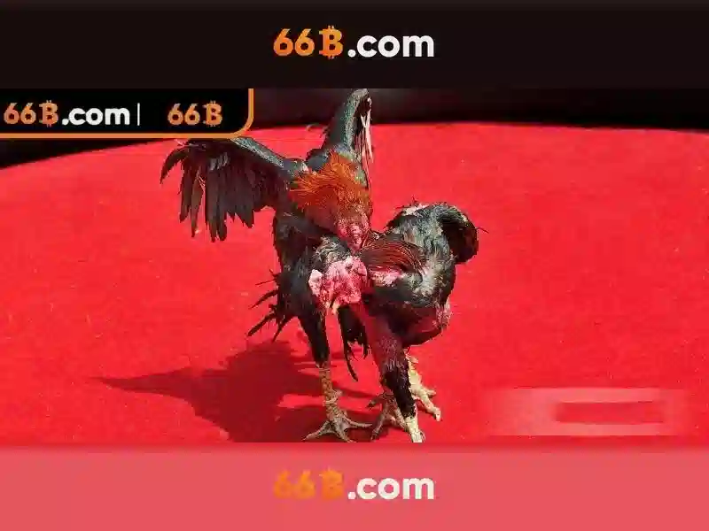 66B là gì và vì sao nó đáng chú ý